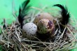 © Romaniia - Nest with quail eggs and feathers on light green background.