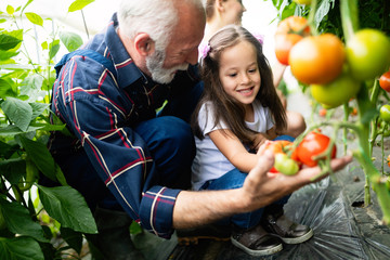 Grandfather growing organic vegetables with grandchildren and family at farm