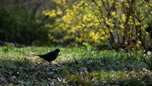 Little Blackbird Gets A Worm From The Ground. Bird Feed