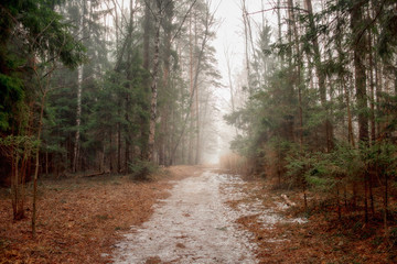 Wall Mural - Misty landscape with forest at early morning