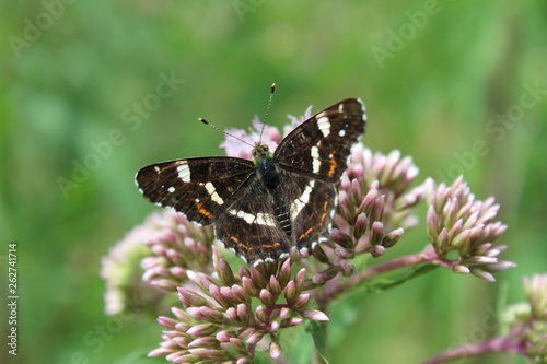 Papillon Carte Geographique Araschnia Levana Acheter Cette Photo Libre De Droit Et Decouvrir Des Images Similaires Sur Adobe Stock Adobe Stock Papillon Carte Geographique Araschnia Levana Acheter Cette Photo Libre De Droit Et Decouvrir Des Images Similaires Sur Adobe Stock Adobe Stock