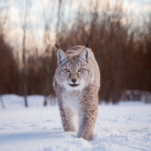 Abordable Eurasian Lynx, Portrait In Winter Field
