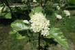 © Anna - Close view of white flowers of Sorbus aria in spring