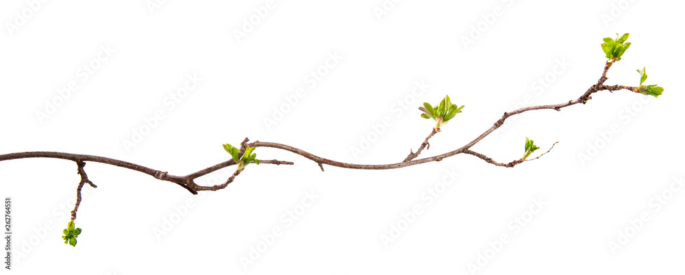 A branch of currant bush with young leaves on an isolated white background. - obrazy, fototapety, plakaty 