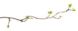 Fototapeta  - A branch of currant bush with young leaves on an isolated white background.