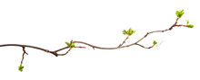 A Branch Of Currant Bush With Young Leaves On An Isolated White Background.
