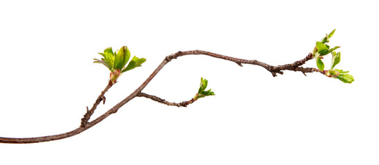 a branch of currant bush with young leaves on an isolated white background.