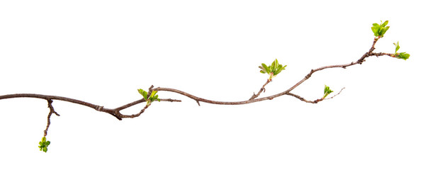 a branch of currant bush with young leaves on an isolated white background.