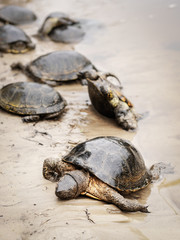 A group of European pond turtles lie dead on the sandy shore