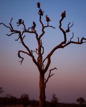 Vultures In Silhouette On Tree