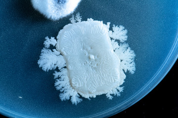 Sticker - A detailed view of a microorganism colony growing inside a petri dish isolated against a black background, scientific research concept.