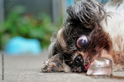 The Dog Sleeping And Use The Tongue Licking Ice On The Floor On