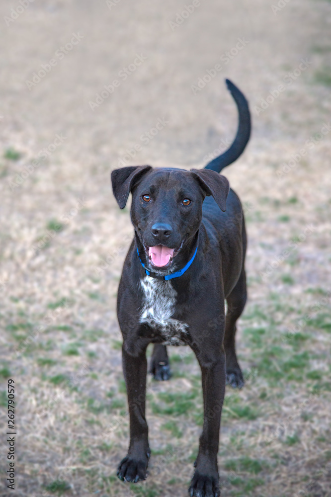 Lab Pointer Mix Black