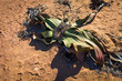 Welwitschia - endemische Pflanze aus Namibia