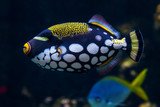Fototapeta Koty - bright exotic motley fish