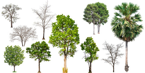 Aufkleber - big collecttion of tree on white background 