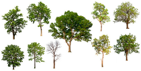 Aufkleber - big collecttion of tree on white background 