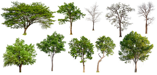 Aufkleber - big collecttion of tree on white background 