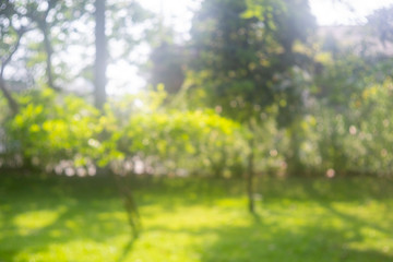 Wall Mural - defocused bokeh background of garden trees in sunny day