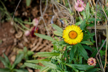 Beautiful marigolds in the garden.