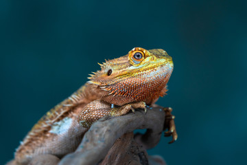 Wall Mural - Bearded dragon (Pogona) - closeup with selective focus