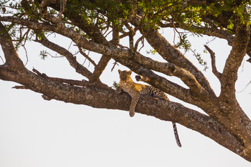 leopard rests in a tree after meal