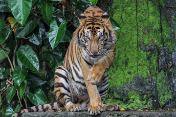 tiger show tongue is sit down