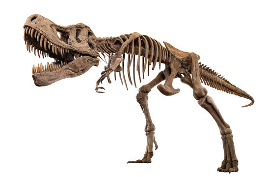 Fototapete - Tyrannosaurus Rex skeleton on isolated background . Embedded clipping paths .