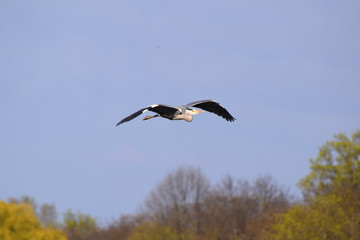 Fliegender Reiher