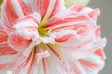 Sticker - Striped Barbados lily