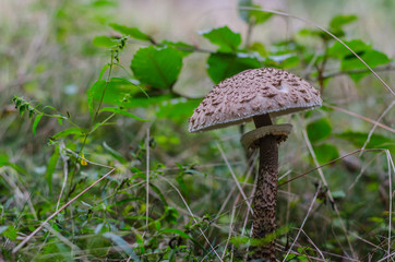 parasol pilz mit pflanzen