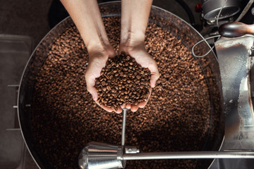 Grains of fresh coffee roasting in hands on the background of the roaster