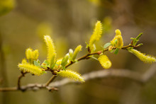 Branch With Yellow Blossom