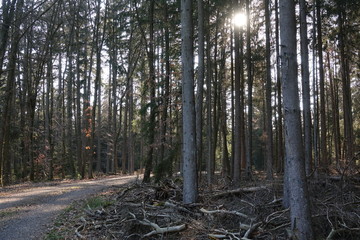 Poster - Sonne im Wald