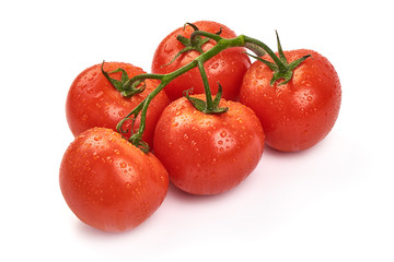 Tomato branch. Ripe fresh tomatoes with drops, close-up, isolated on white background