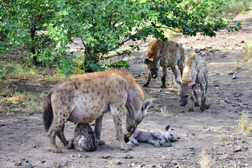 Wall Mural - from hyaenas family,Kruger national park,South Africa