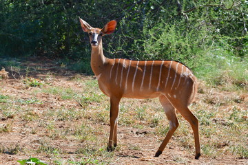 Wall Mural - female nyala antelope,northern part of Czech republic