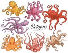 Hand Drawn Designed Various Colors Octopuses Elements For Label And Poster.