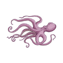 Purple Octopus With Long Tentacles Floating Underwater.