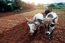Farmer And Oxen Plow Tobacco Field.