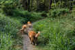 © Samantha Gehrmann/Stocksy - 3 dogs walking on forest trail