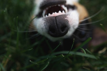 Upside Down Tricolor Jack Russell Terrier In The Grass With An Open Mouth