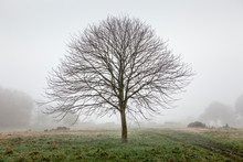 A Lone Tree In An Empty Park