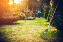Raking Grass In The Garden. The Man Fertilizes The Soil In The Garden, Preparing For Work On The Garden. Preparation For The Gardening Season. The Gardener Holds A Rake In His Hand.