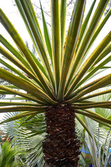 palm tree leaves pattern closeup