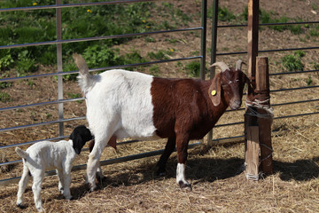 Goat with a little goat, suckling goat drinking milk