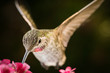 This is a photograph of a hummingbird visits the pink flowers