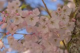Fototapeta  - Beautiful delicate pink cherry blossoms.