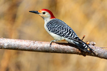 Red Bellied Woodpecker Bird Perched On A Branch With Open Background Space