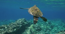 Green Sea Turtle Swimming In The Ocean Near Coral Reef In Slow Motion, Environmental Conservation, Endangered Species